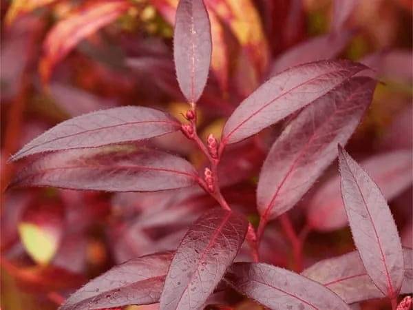 Kiscien-ROYAL-RUBY.jpg